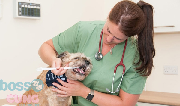 Bạn nên duy trì thói quen vệ sinh răng miệng cho chó.