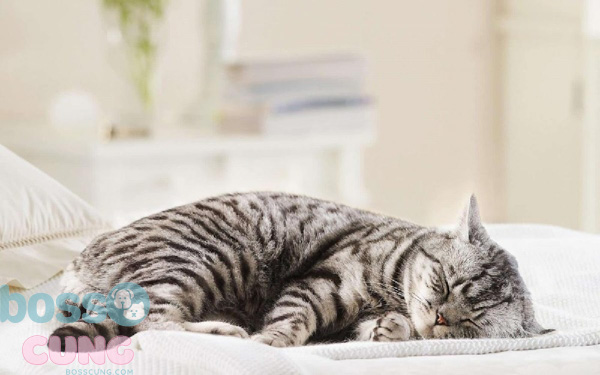Mèo đột nhiên bị liệt hai chân sau là vấn đề nghiêm trọng về sức khỏe