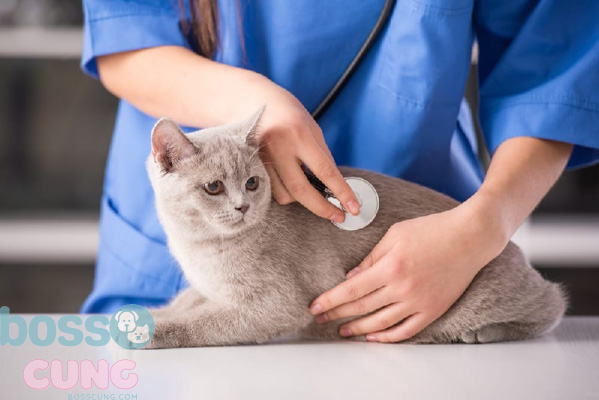 Mèo bị liệt nên được chẩn đoán bởi các bác sĩ thú y để tìm ra nguyên nhân