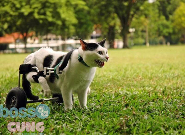 Có thể dùng các dụng cụ hỗ trợ việc di chuyển của mèo