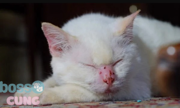 Dấu hiệu để nhận biết mèo có bị viêm da hay không