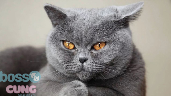 Giống mèo lông ngắn của Mỹ