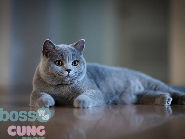 Mèo thuần chủng với bộ lông xám xanh