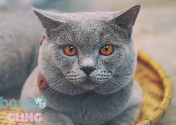 Mèo Pháp lông xanh xám được nhiều người yêu thích