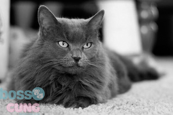 Mèo Nebelung là giống mèo xuất xứ từ Đức