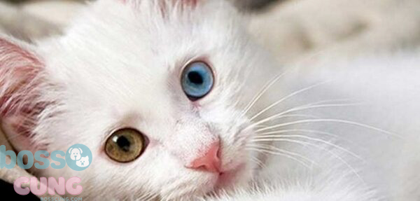 Những giống mèo sở hữu đôi mắt to