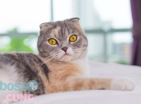 Đặc điểm của mèo mắt to