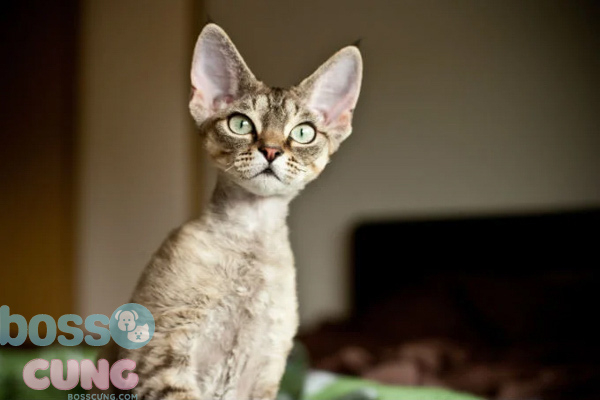 Devon Rex với đôi mắt long lanh