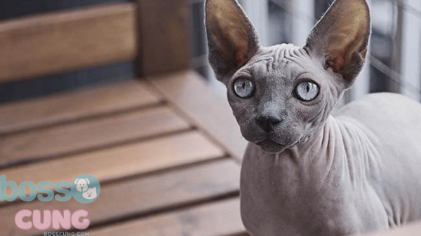 Mèo Ai Cập không lông cũng được nhiều người yêu thích bởi đôi mắt to