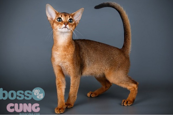 Mèo Abyssinian