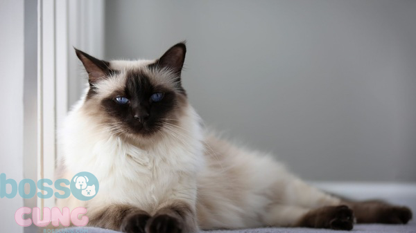 Mèo Bali mắt xanh được nhiều người yêu thích