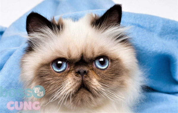 Mèo Himalayan với đôi mắt trong veo