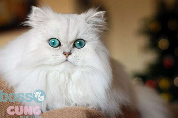 Mèo Ba Tư trắng mắt xanh