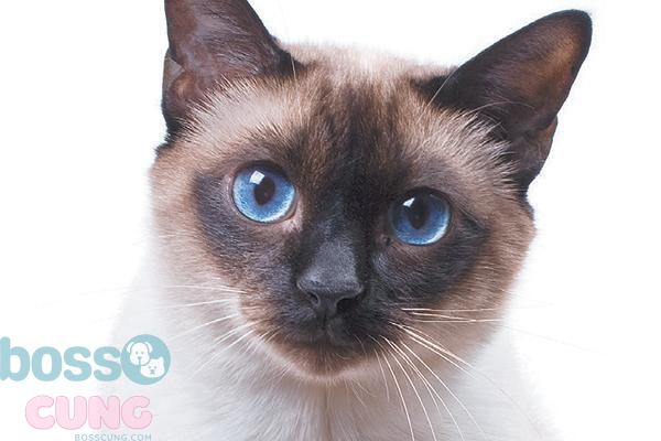 Mèo Xiêm mắt xanh