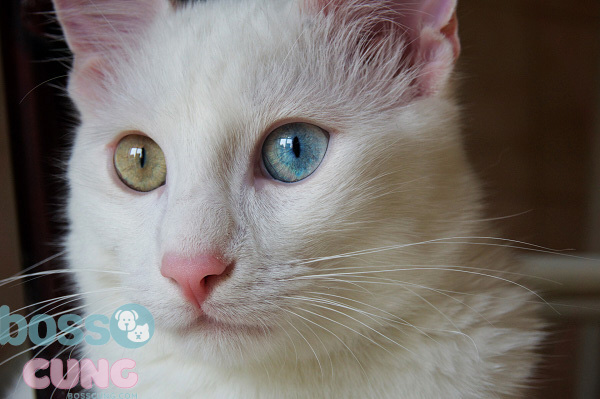 Mèo mắt xanh Thổ Nhĩ Kỳ