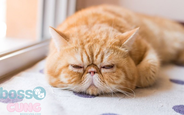 Có rất nhiều nguyên nhân gây tình trạng thở gấp ở mèo