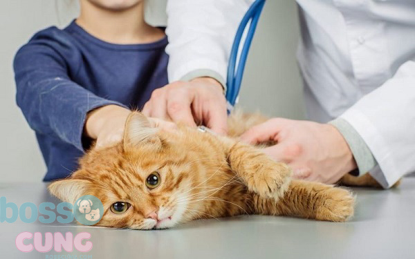 Điều trị chứng thở gấp ở mèo