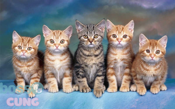 Tuổi thọ của mèo là vấn đề được nhiều người quan tâm