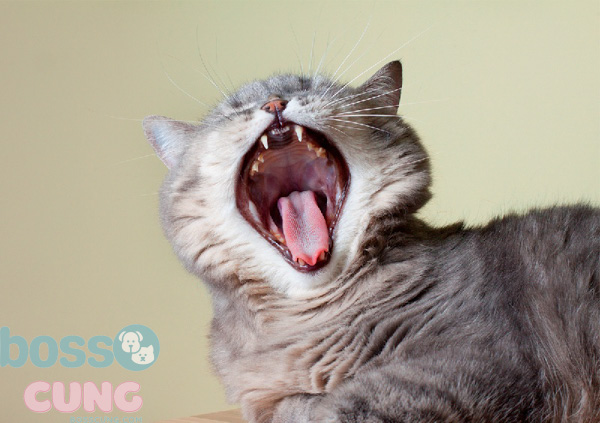 Dựa vào răng mèo có thể biết được tuổi của chúng