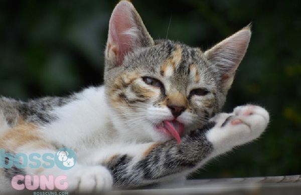 Mèo sẽ dừng chải chuốt ở một độ tuổi nhất định