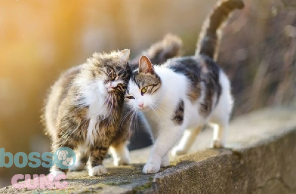 Mèo trưởng thành sẽ có xu hướng tìm kiếm bạn tình