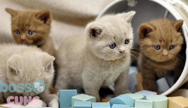 Việc chăm sóc tốt có thể kéo dài tuổi của mèo