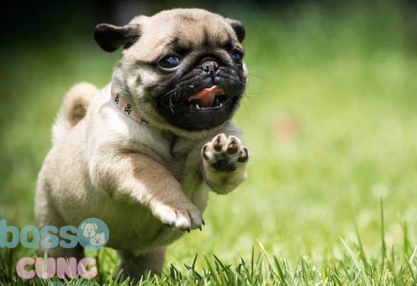Những phương pháp giúp chó không còn đào bới nữa