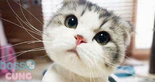 Tìm hiểu về 10 giống mèo quý hiếm