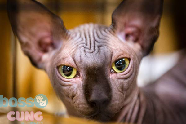 Mèo Sphynx Ai Cập không lông