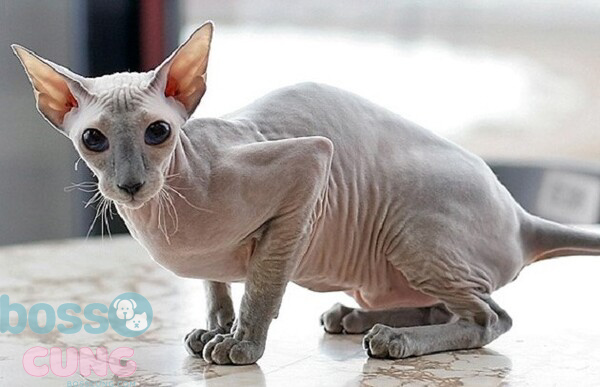 Mèo Peterbald là giống mèo hiếm nhưng được rất nhiều người tìm kiếm