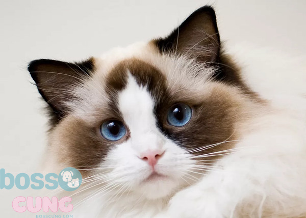 Mèo Ragdoll với đôi mắt xanh trong veo