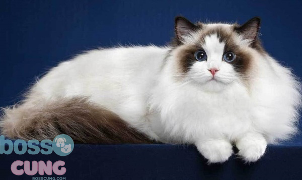 Mèo Ragdoll