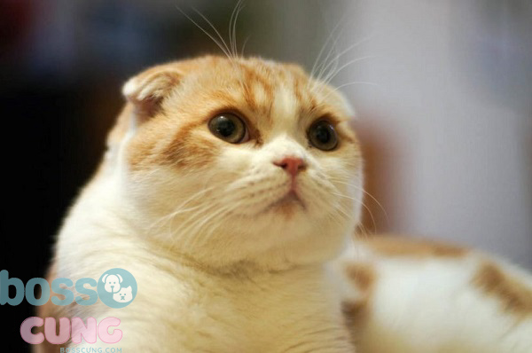 Mèo tai cụp đáng yêu
