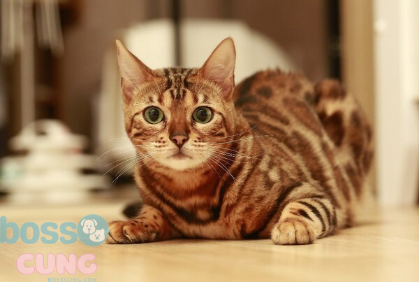 Mèo Bengal