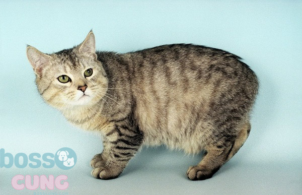 Giống mèo Manx có tính cách hoạt bát