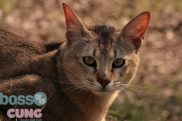 Mèo Chausie tai to