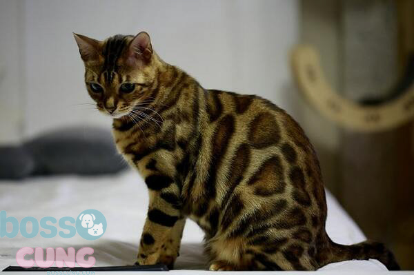 Mèo Bengal với bộ lông như báo đốm