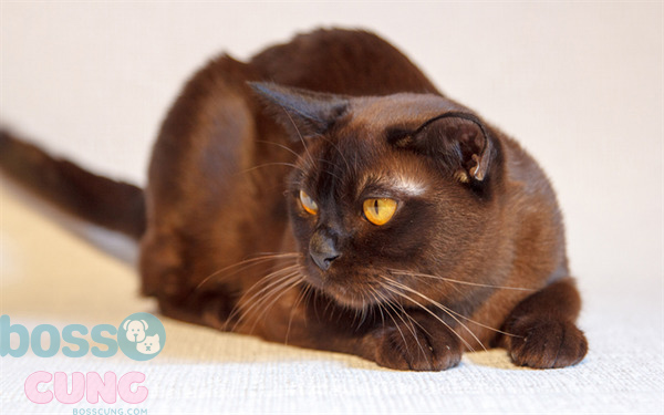 Mèo Havana Brown là giống mèo thông minh
