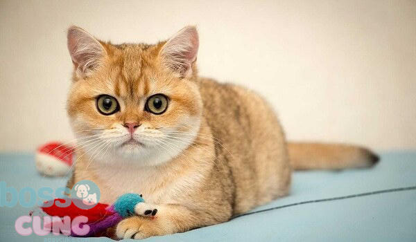 Mèo nhà và mèo thuần chủng có gì khác nhau?