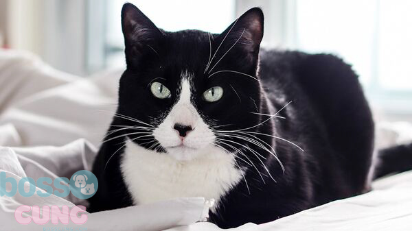 Mèo Tuxedo