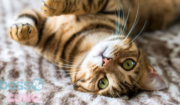 Tư thế của mèo cũng cho chúng ta biết chúng muốn gì