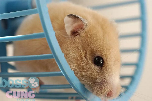 Lý do cần trang bị wheel trong lồng hamster