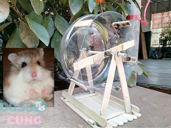 Làm wheel cho hamster từ hộp nhựa cực đơn giản