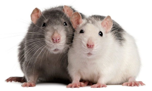 Cách nhận biết hamster đực cái dựa vào núm vú
