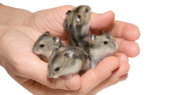 Cách nhận biết hamster đực cái dựa theo tính cách