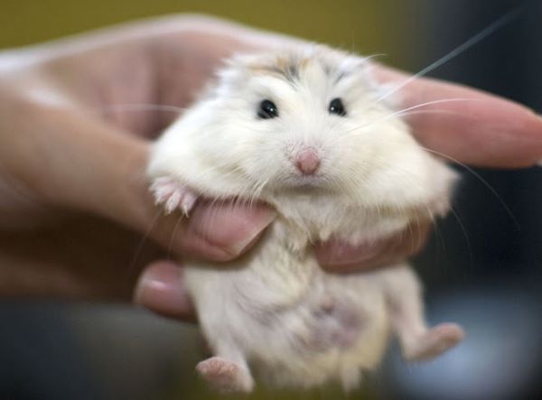 Cách phân biệt hamster đực và cái dựa vào hậu môn