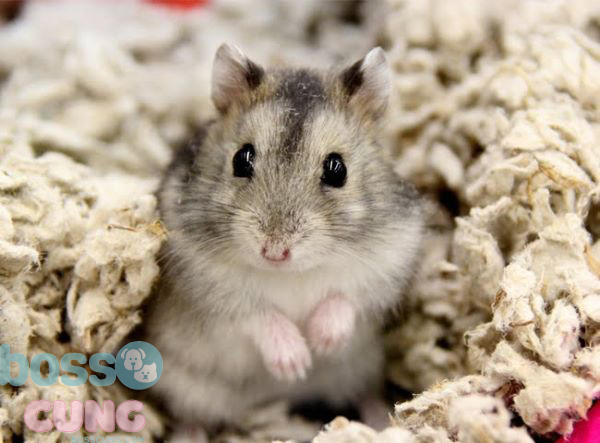Hamster Campell được phát hiện lần đầu vào năm 1902 tại Mông Cổ