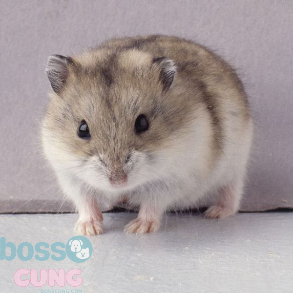 Tuổi thọ của chuột hamster Campell