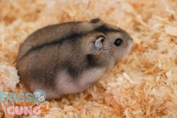Chuột hamster Campell ăn gì?