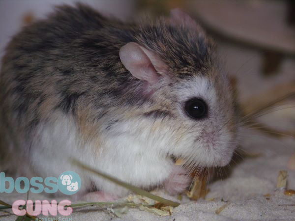 Thức ăn bổ sung dành cho chuột hamster Campell